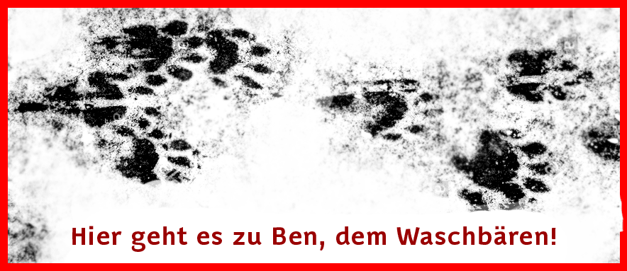 Ben der Waschbaer